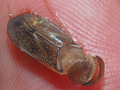 Corixa