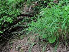 Melica picta