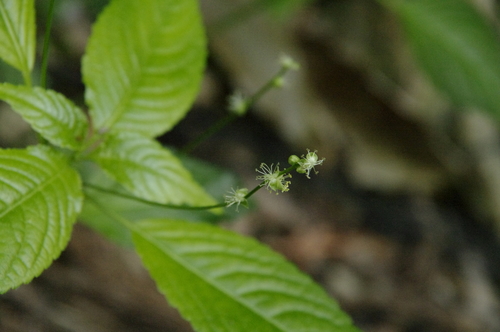 Image of Mercurialis leiocarpa by (c) Eric Knight, some rights reserved (CC BY)