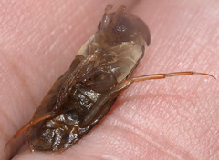 Corixa