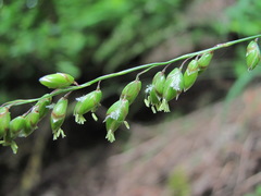 Melica picta