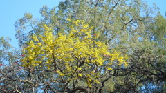 Diphysa carthagenensis