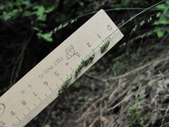 Melica picta
