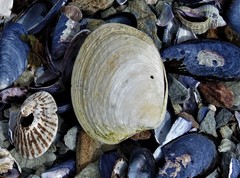 Retrotapes exalbidus