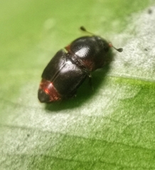 Urophorus