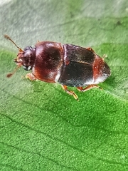 Urophorus