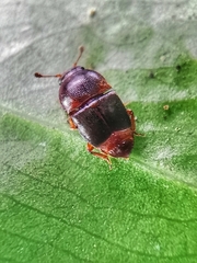 Urophorus