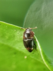 Urophorus