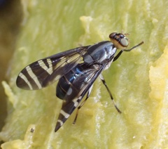 Engistoneura