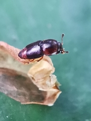 Urophorus