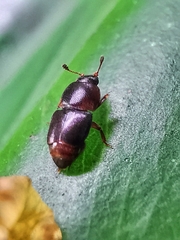Urophorus