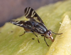 Engistoneura