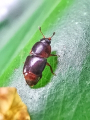 Urophorus