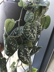 Scindapsus pictus
