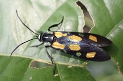Marmax hypparchus