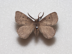 Anthela achromata