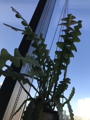 Disocactus anguliger