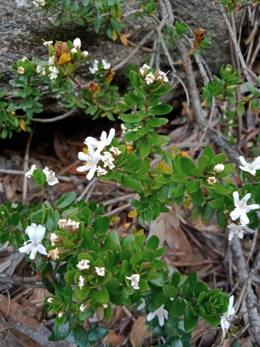 Image of Westringia lucida by (c) Nina Kerr, some rights reserved (CC BY)