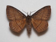 Anthela connexa