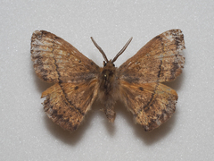 Anthela connexa