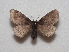 Anthela habroptila