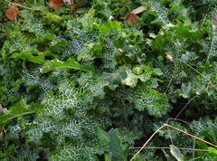Silybum marianum