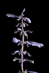 Salvia divinorum