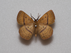 Anthela phaeodesma