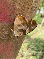 Herona marathus
