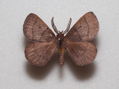 Anthela hyperythra