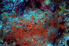 Mycale dendyi
