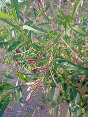 Epilobium hirsutum