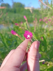 Epilobium hirsutum