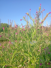 Epilobium hirsutum
