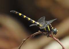 Paragomphus capricornis