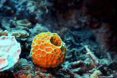 Cinachyra