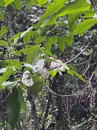 Pleiocarpa mutica, photograph 2