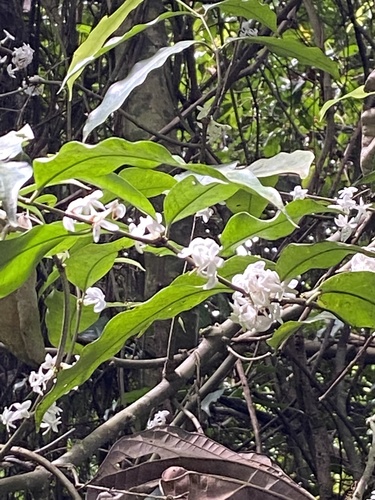 Pleiocarpa mutica, photograph 3