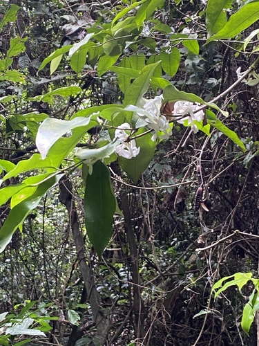 Pleiocarpa mutica, photograph 4