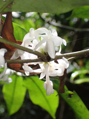 Pleiocarpa mutica image