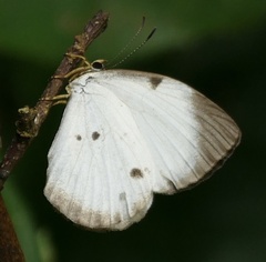 Larinopoda eurema
