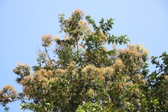 Terminalia paniculata