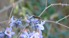 Murgantia histrionica