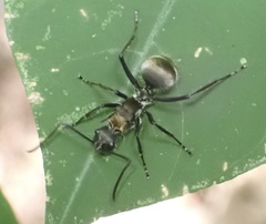 Polyrhachis militaris