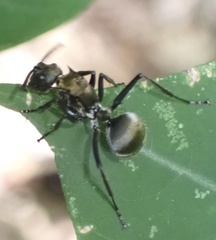 Polyrhachis militaris