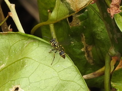 Ropalidia flavopicta