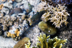 Canthigaster papua