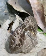 Catuna crithea