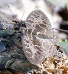 Catuna crithea