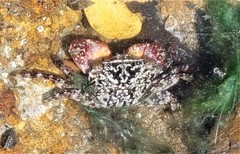 Metopograpsus frontalis